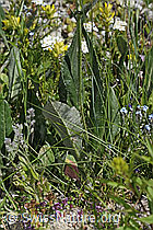 Foto: Gemswurz-Greiskraut (Senecio doronicum)