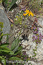 Foto: Gemswurz-Greiskraut (Senecio doronicum)
