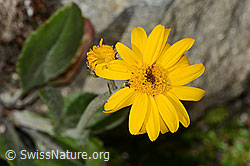 Gemswurz-Greiskraut (Senecio doronicum) (C304489) Gemswurz-Greiskraut (Senecio doronicum) (C304489)
