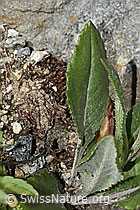 Gemswurz-Greiskraut (Senecio doronicum) (C304492) Gemswurz-Greiskraut (Senecio doronicum) (C304492)