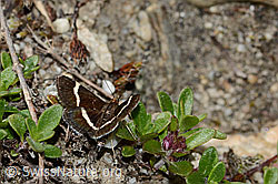 Pyrausta cingulata (08.2024, C304518)