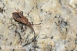 Coriomeris denticulatus (Randwanze) (C304546) Coriomeris denticulatus (Randwanze) (C304546)