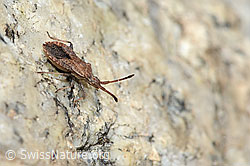 Coriomeris denticulatus (Randwanze) (C304549) Coriomeris denticulatus (Randwanze) (C304549)