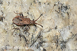 Coriomeris denticulatus (Randwanze) (C304550) Coriomeris denticulatus (Randwanze) (C304550)