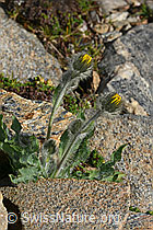 Zottiges Habichtskraut (Hieracium villosum) (08.2024, C306490)