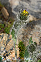 Foto: Zottiges Habichtskraut (Hieracium villosum)