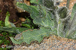 Zottiges Habichtskraut (Hieracium villosum) (08.2024, C306493)