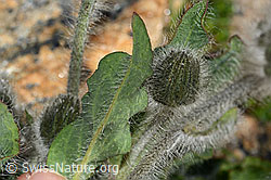 Foto: Zottiges Habichtskraut (Hieracium villosum)