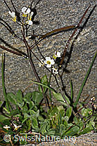 Alpen-Gänsekresse (Arabis alpina) (C306531)