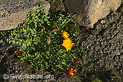 Pachers Löwenzahn (Taraxacum pacheri) (08.2024, C306542)