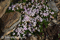 Kalk-Polsternelke (Silene acaulis) (08.2024, C306563)