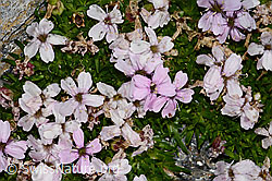 Kalk-Polsternelke (Silene acaulis) (08.2024, C306565)