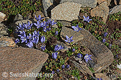 Mont Cenis-Glockenblume (Campanula cenisia) (C306586) Mont Cenis-Glockenblume (Campanula cenisia) (C306586)