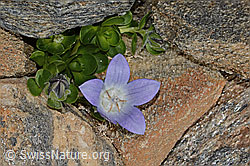 Mont Cenis-Glockenblume (Campanula cenisia) (08.2024, C306589)