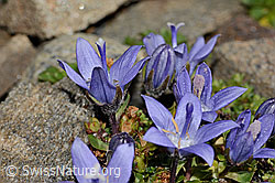 Mont Cenis-Glockenblume (Campanula cenisia) (08.2024, C306592)