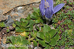 Mont Cenis-Glockenblume (Campanula cenisia) (C306595) Mont Cenis-Glockenblume (Campanula cenisia) (C306595)