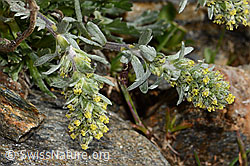 Ährige Edelraute (Artemisia genipi) (08.2024, C306596)