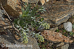 Ährige Edelraute (Artemisia genipi) (08.2024, C306599)