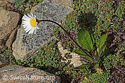 Alpenmasslieb (Aster bellidiastrum) (08.2024, C306633)