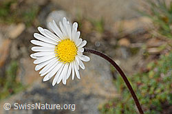 Alpenmasslieb (Aster bellidiastrum) (08.2024, C306635)