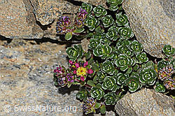 Zweiblütiger Steinbrech (Saxifraga biflora) (08.2024, C306671)