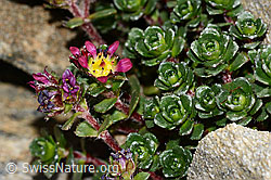 Zweiblütiger Steinbrech (Saxifraga biflora) (08.2024, C306675)