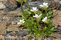 Mannsschild-Steinbrech (Saxifraga androsacea) (C306703)