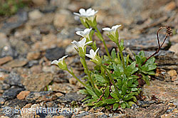 Mannsschild-Steinbrech (Saxifraga androsacea) (C306705)