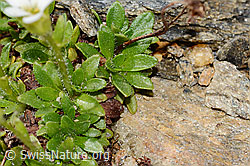 Mannsschild-Steinbrech (Saxifraga androsacea) (C306706)