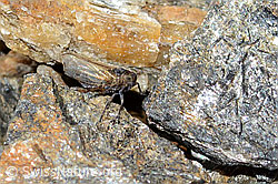 Neu in SwissNature.org: Säbelspornzikade (Javesella dubia)