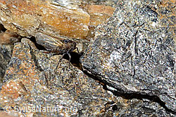 Foto: Säbelspornzikade (Javesella dubia)