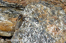 Säbelspornzikade (Javesella dubia) (08.2024, C306712)