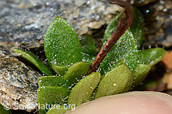 Mannsschild-Steinbrech (Saxifraga androsacea) (C306717)