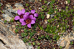 Gegenblättriger Steinbrech (Saxifraga oppositifolia) (C306730) Gegenblättriger Steinbrech (Saxifraga oppositifolia) (C306730)