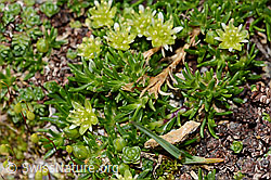 Foto: Zwerg-Miere (Minuartia sedoides)