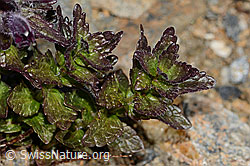 Alpenhelm (Bartsia alpina) (C306802)