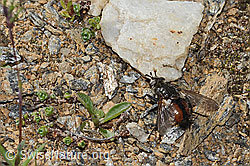 Peleteria prompta (Raupenfliege) (C306876)