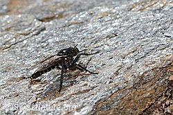 C306897: Kleine Makelfliege (Cyrtopogon lateralis)