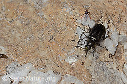 Dasytes obscurus (Wollhaarkäfer) (C306946) Dasytes obscurus (Wollhaarkäfer) (C306946)