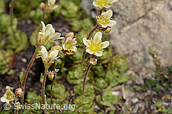 Foto: Gefurchter Steinbrech (Saxifraga exarata)