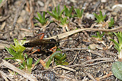Foto: Schwarze Schlupfwespe (Pimpla rufipes) auf Zwerg-Miere (Minuartia sedoides)