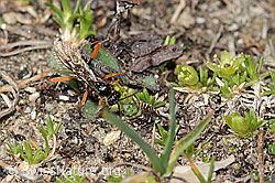 Foto: Schwarze Schlupfwespe (Pimpla rufipes) auf Zwerg-Miere (Minuartia sedoides)