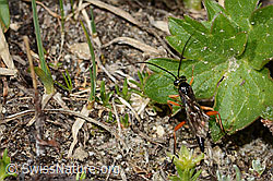 Foto: Schwarze Schlupfwespe (Pimpla rufipes)