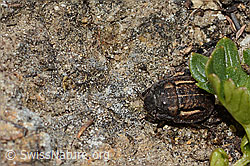Odontoscelis fuliginosa (Schildwanze) (C307014) Odontoscelis fuliginosa (Schildwanze) (C307014)