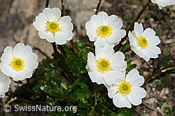 Alpen-Hahnenfuss (Ranunculus alpestris) (C307032)