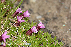 Kalk-Polsternelke (Silene acaulis) (C307066) Kalk-Polsternelke (Silene acaulis) (C307066)