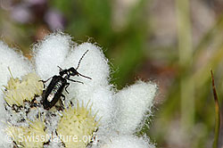 Dasytes obscurus (Wollhaarkäfer) auf Edelweiss (Leontopodium alpinum) (C307166) Dasytes obscurus (Wollhaarkäfer) auf Edelweiss (Leontopodium alpinum) (C307166)