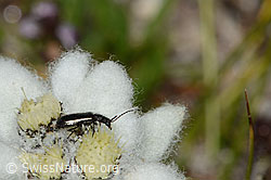 Dasytes obscurus (Wollhaarkäfer) auf Edelweiss (Leontopodium alpinum) (C307167) Dasytes obscurus (Wollhaarkäfer) auf Edelweiss (Leontopodium alpinum) (C307167)