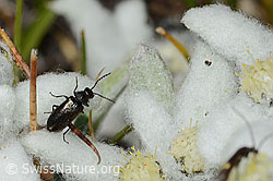 Dasytes obscurus (Wollhaarkäfer) auf Edelweiss (Leontopodium alpinum) (C307175) Dasytes obscurus (Wollhaarkäfer) auf Edelweiss (Leontopodium alpinum) (C307175)