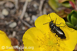Dasytes obscurus (Wollhaarkäfer) auf Alpen-Sonnenröschen (Helianthemum alpestre) (C307197) Dasytes obscurus (Wollhaarkäfer) auf Alpen-Sonnenröschen (Helianthemum alpestre) (C307197)